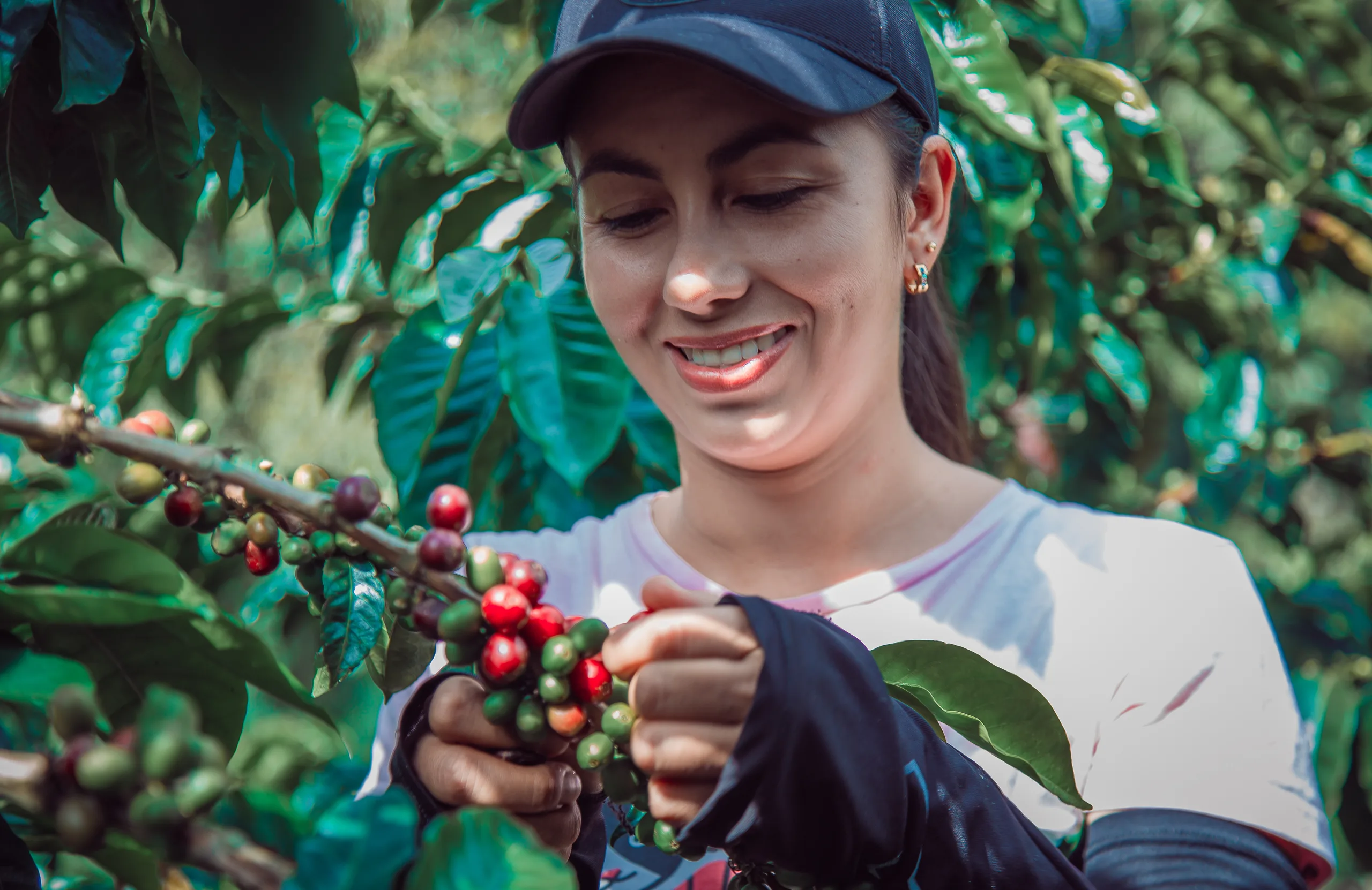 A young woman in a blue cap and white shirt smiles as she picks red and green coffee cherries from a branch, surrounded by greenery.
