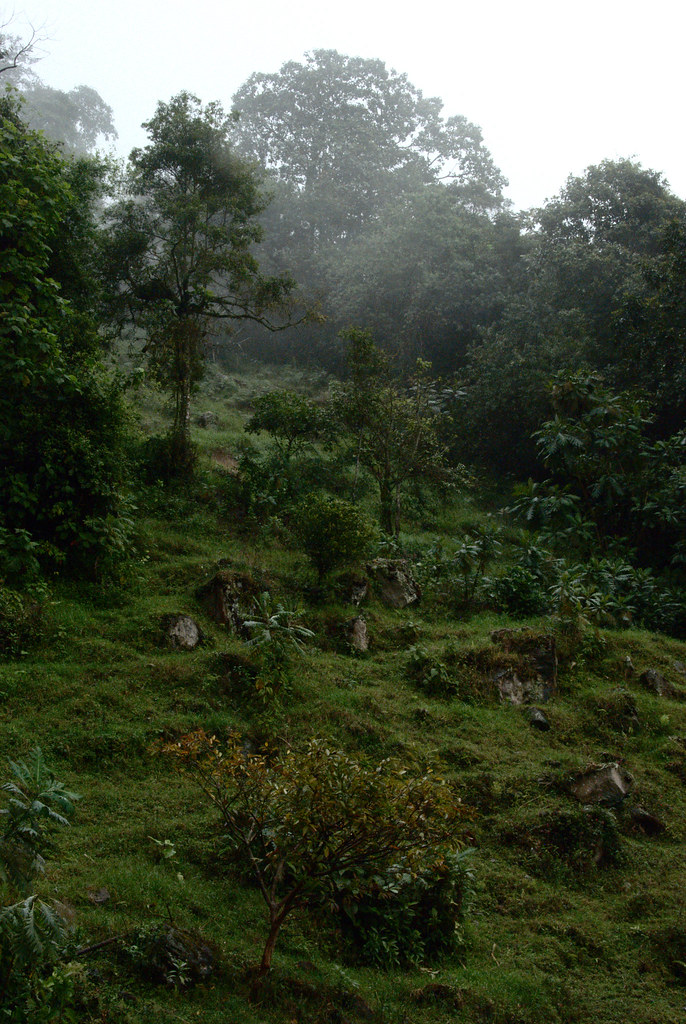 Cloud forest in the Colombian Andes
