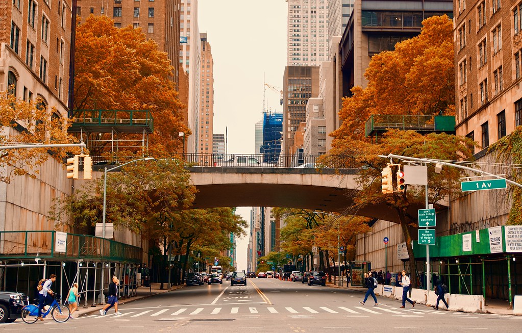 Tree-lined avenue in a city