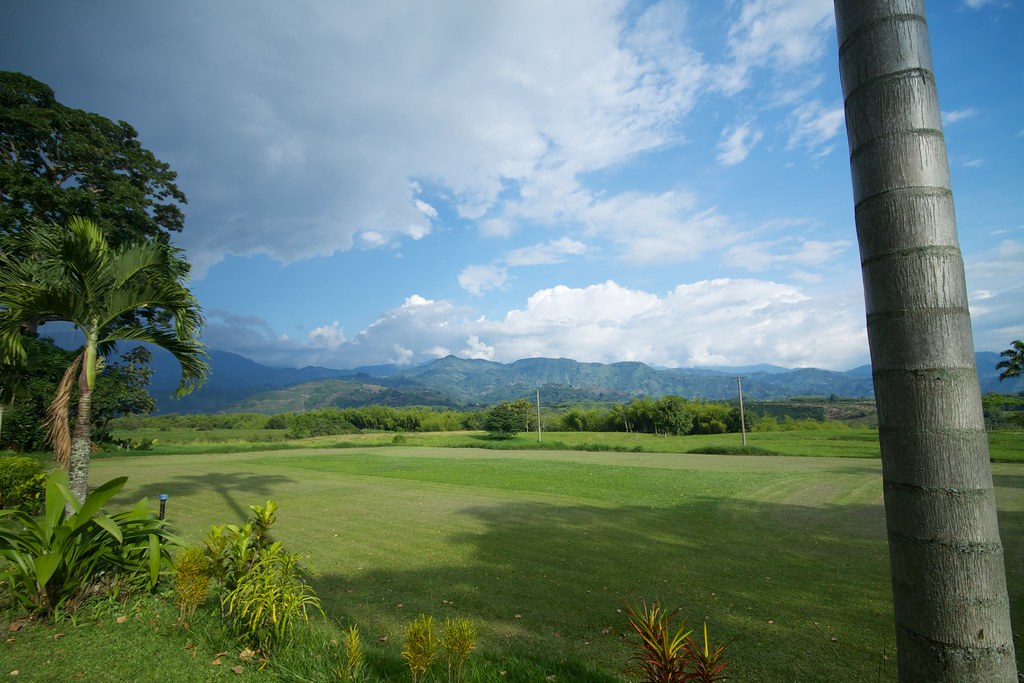 Coffee plantation in the mountains of Colombia's coffee region