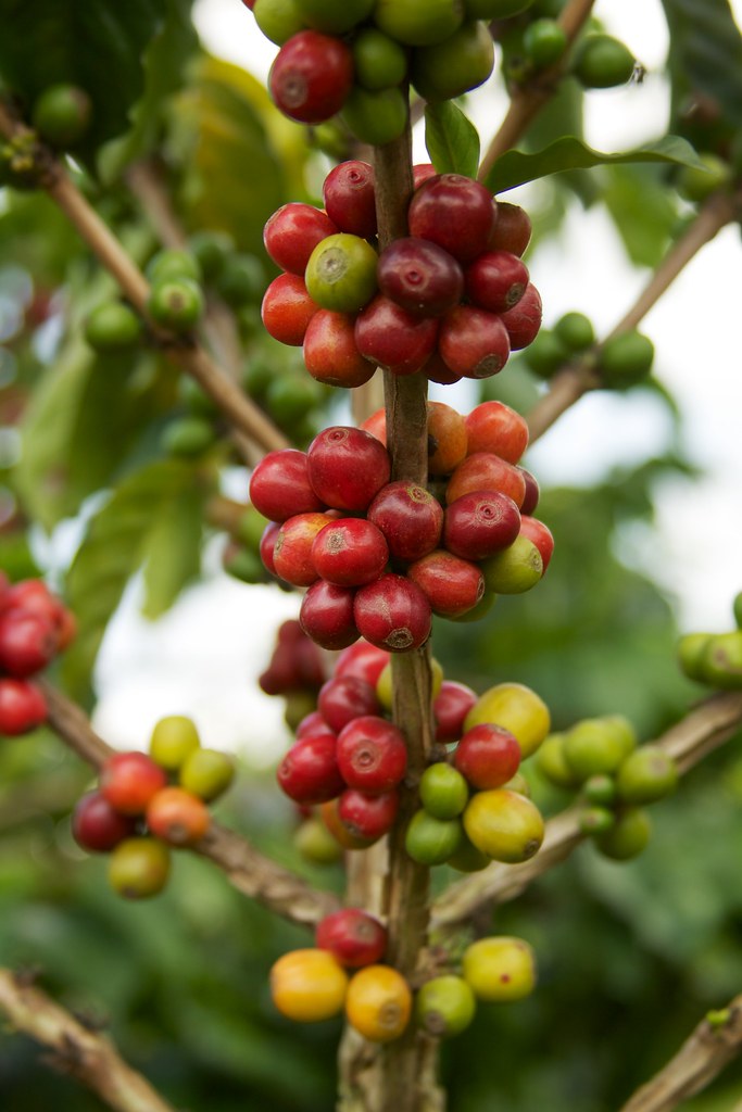 Red and green coffee cherries on a branch