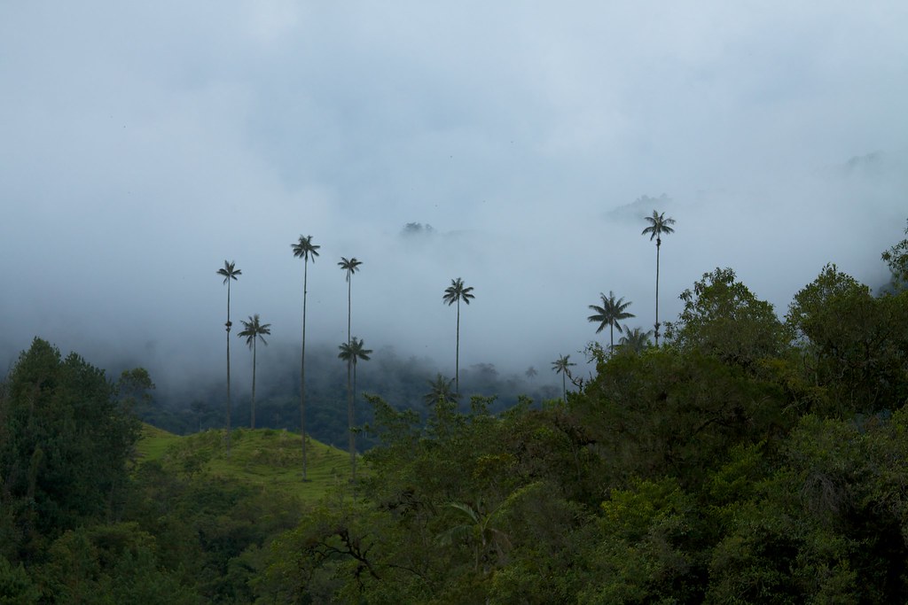 Wax palms in a green valley in Quindío